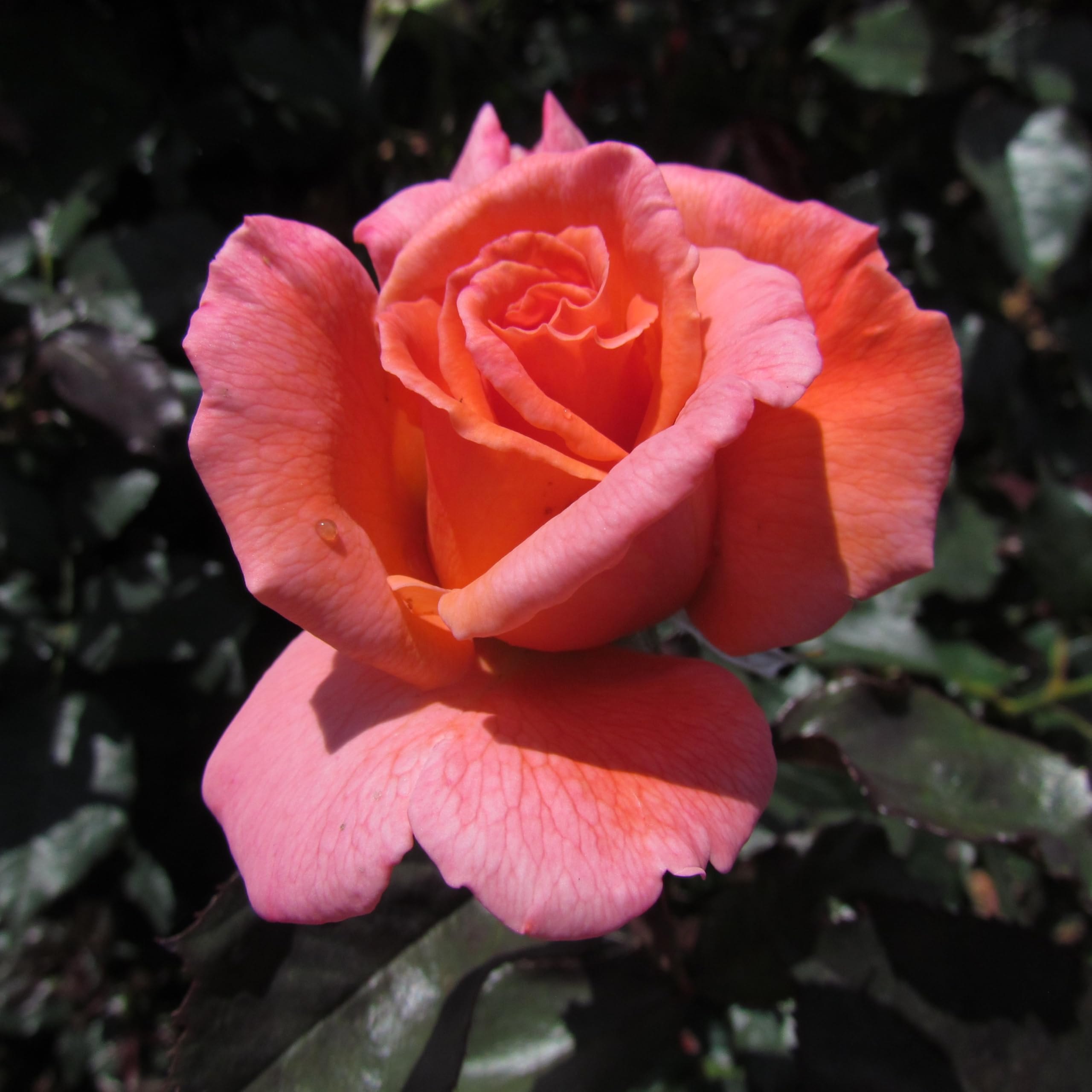 My Nan - 5.5lt Potted Hybrid Tea Garden Rose Bush - Apricot/Orange Repeat Flowering Blooms