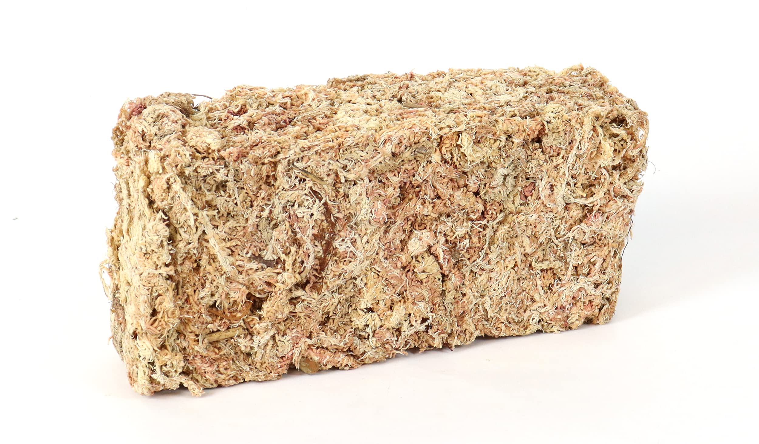 Sphaigne de sphaigne pour Terrarium et orchidées du Chili 150 g à 5000g (1x150 g)