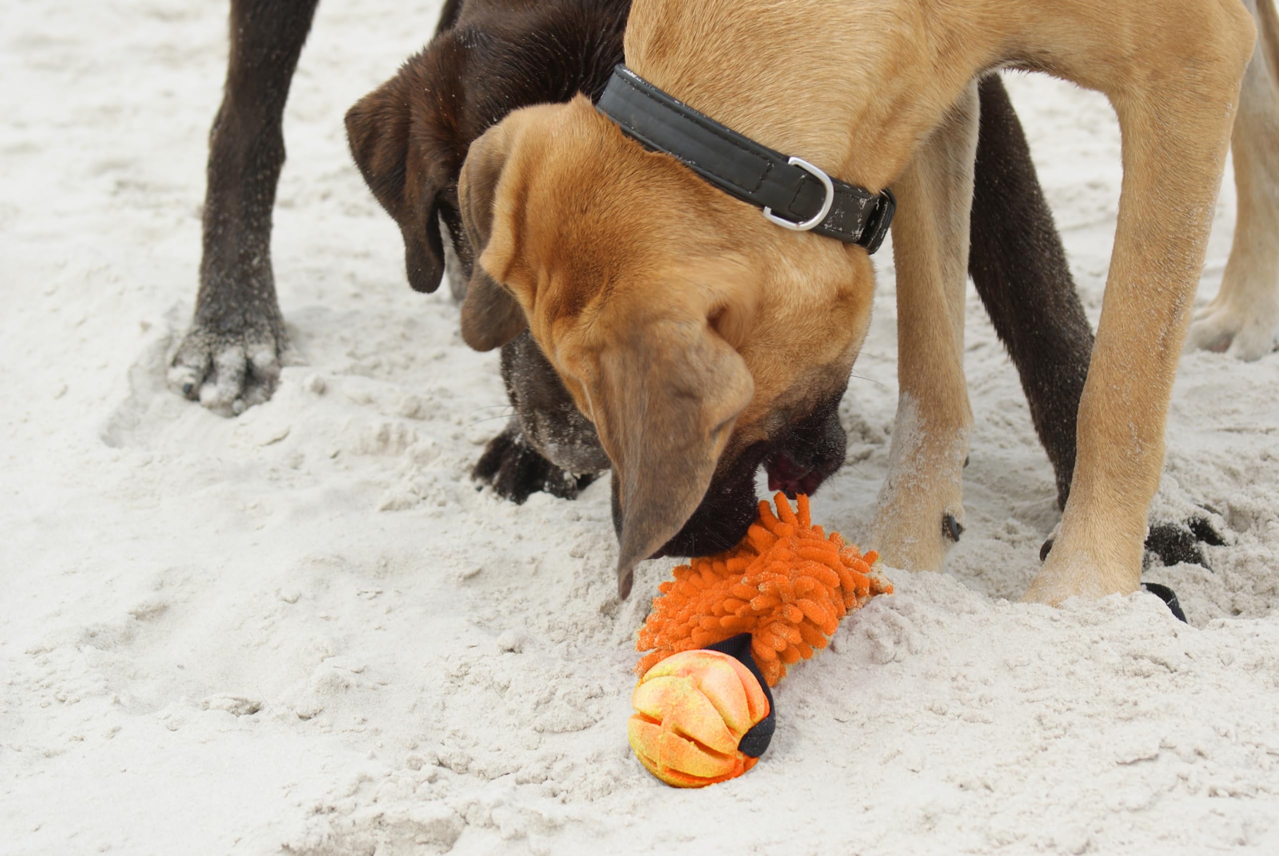 Dingo Set - 2 Hundespielzeuge - Seilstab mit langem Griff & Chaser Zerrspielzeug mit Ball und Griff für Hundetraining, Spielen, Beweglichkeit, Apportieren, Mikrofaser Orange Z30052