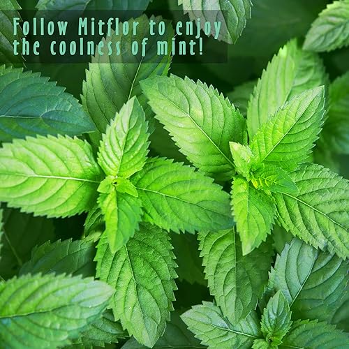 Miniatura 6 de MitFlor - Juego de aceites aromáticos aromáticos de primera calidad para difusores, aromas para hacer jabón y velas, fragancia refrescante para el