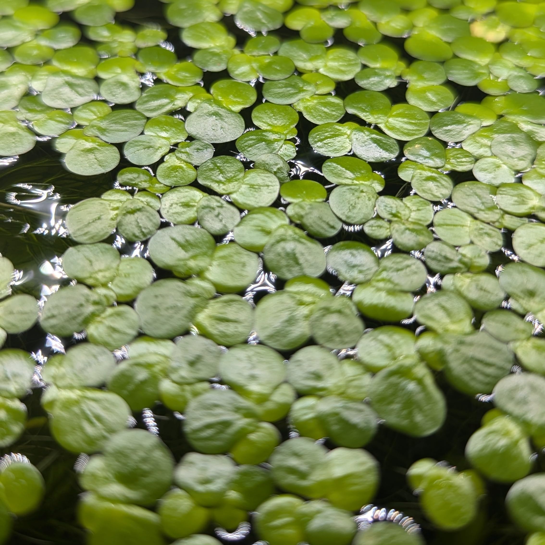 Giant Duckweed Spirodela polyrhiza (USA Duckweed) (Greater Duckweed) Floating Plant Aquarium Fast Growing Fry Hide (200)