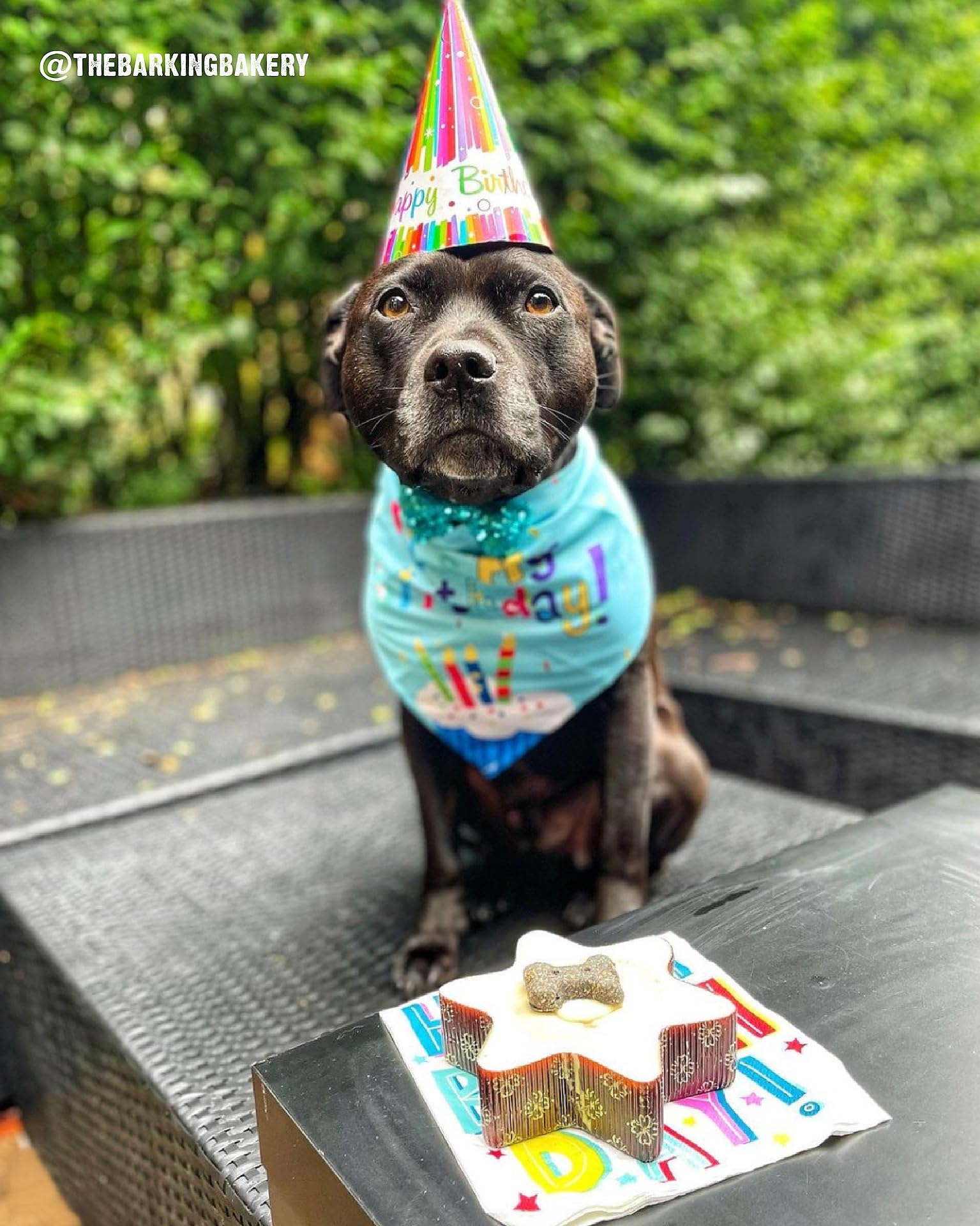The Barking Bakery Pastel de estrella con tapa de yogur para perros, pastel de cumpleaños con hueso, esponja de vainilla y cobertura, grado humano