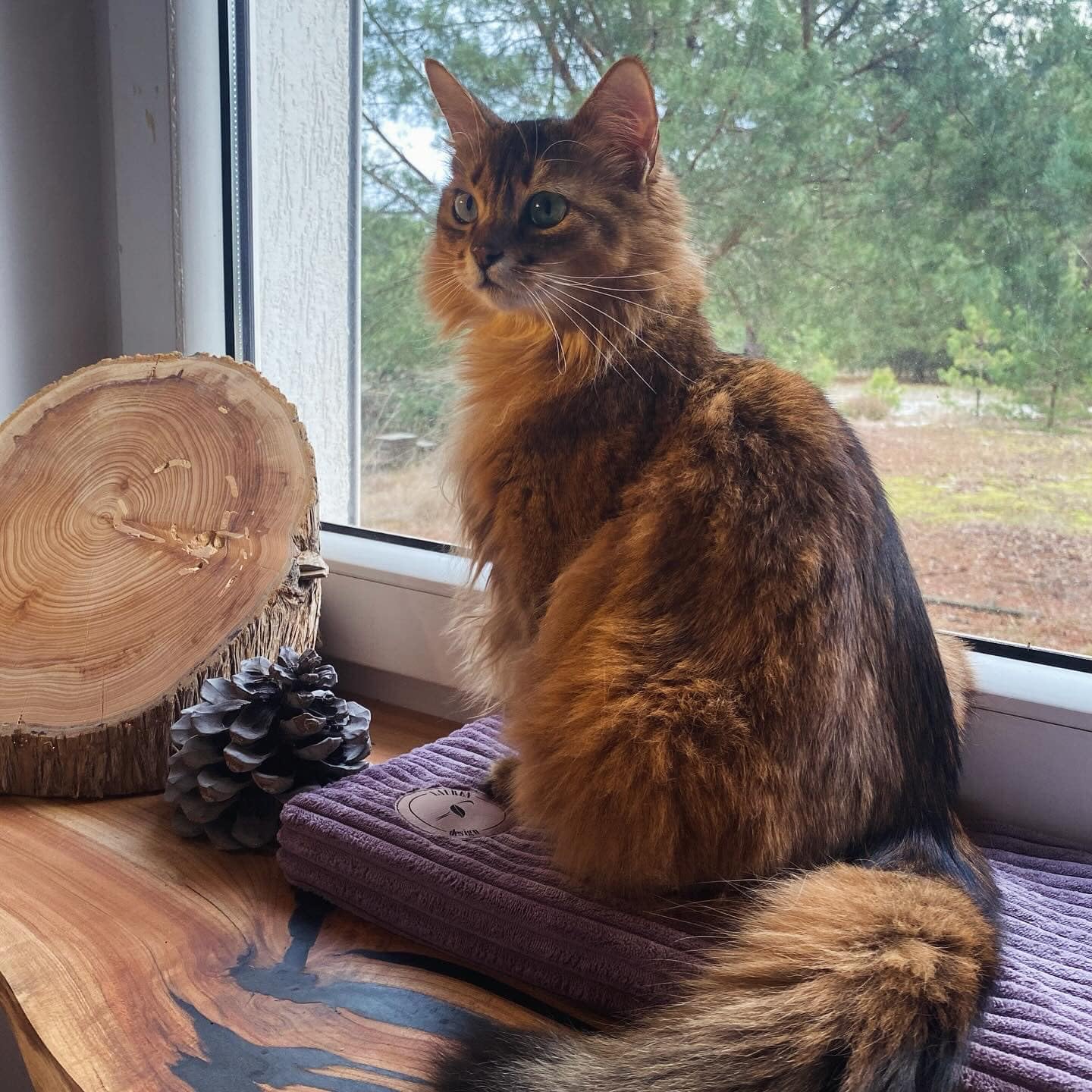 Prime Cat Bed Window Bed | Window Sill with Non-Slip Back | Cat Bed | 50 cm x 20 cm | Made in EU (Heather 50 x 20 x 3 cm)
