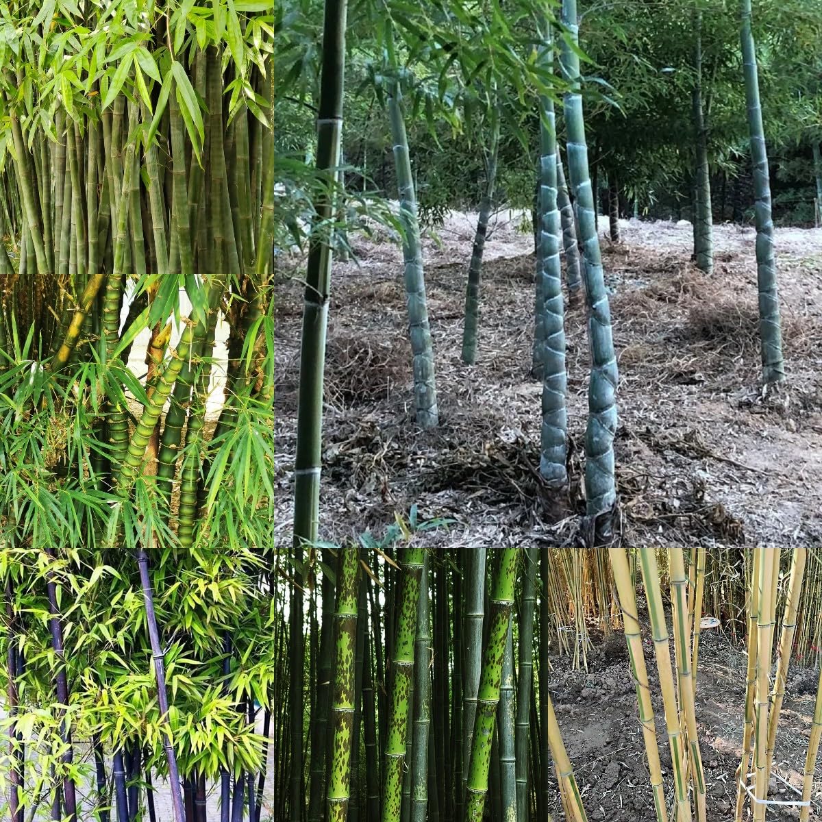 100 piezas Semillas de bambú resistentes Comprar árboles bonsais Semillas de bambú de rápido crecimiento. plantar semillas de jardín lo mejor de Cobertura del suelo perenne resistente