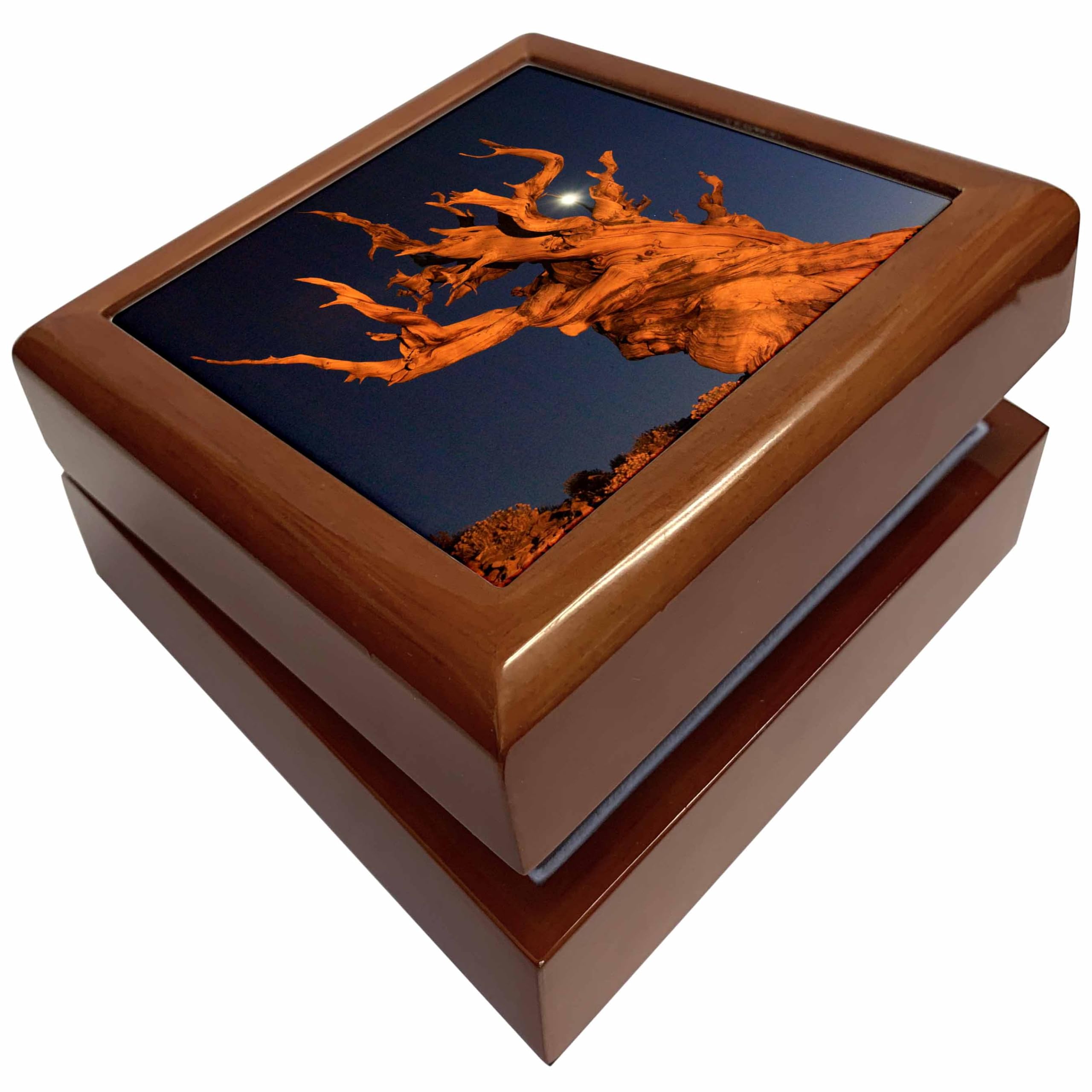 3dRose California, White Mountains bristlecone pine tree - US05 BJA0069 - Jaynes Gallery, Jewelry Box jb-88170-1