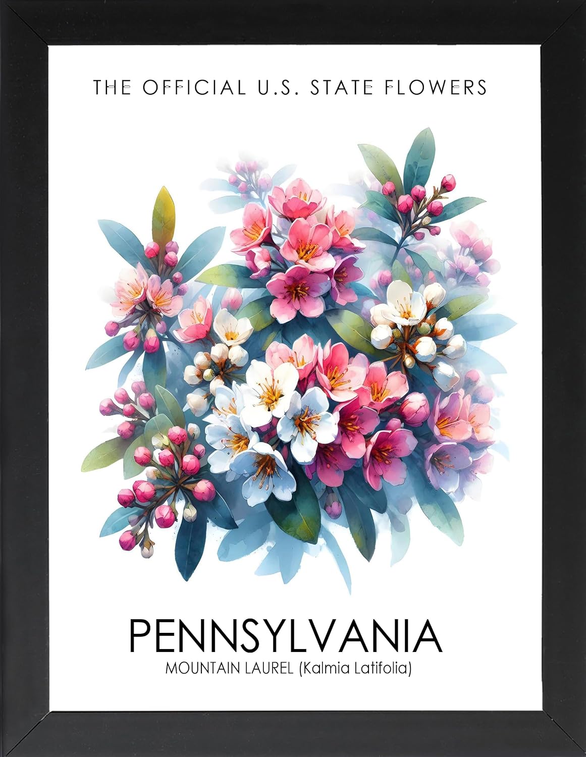 Framed State Flower Poster, Official State Flowers, Wall Art Decor, State Symbols, Botanical Art, Home Deco (PENNSYLVANIA STATE FLOWER (MOUNTAIN LAUREL), 7" Lx5 W, Framed)