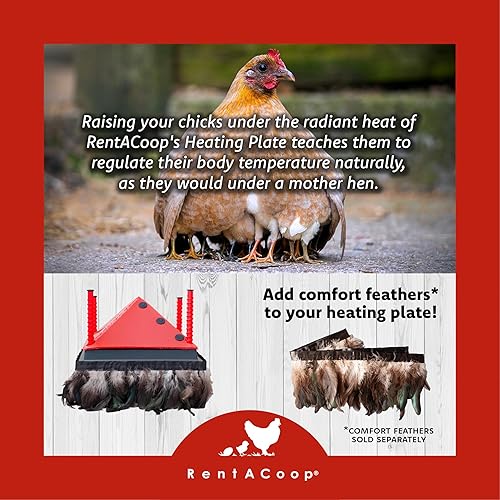 Miniatura 5 de RentACoop Placa de calefacción ajustable de 12 x 12 pulgadas con cono anti-percha plegable adicional para hasta 20 pollitos  Placa de calor pequeña
