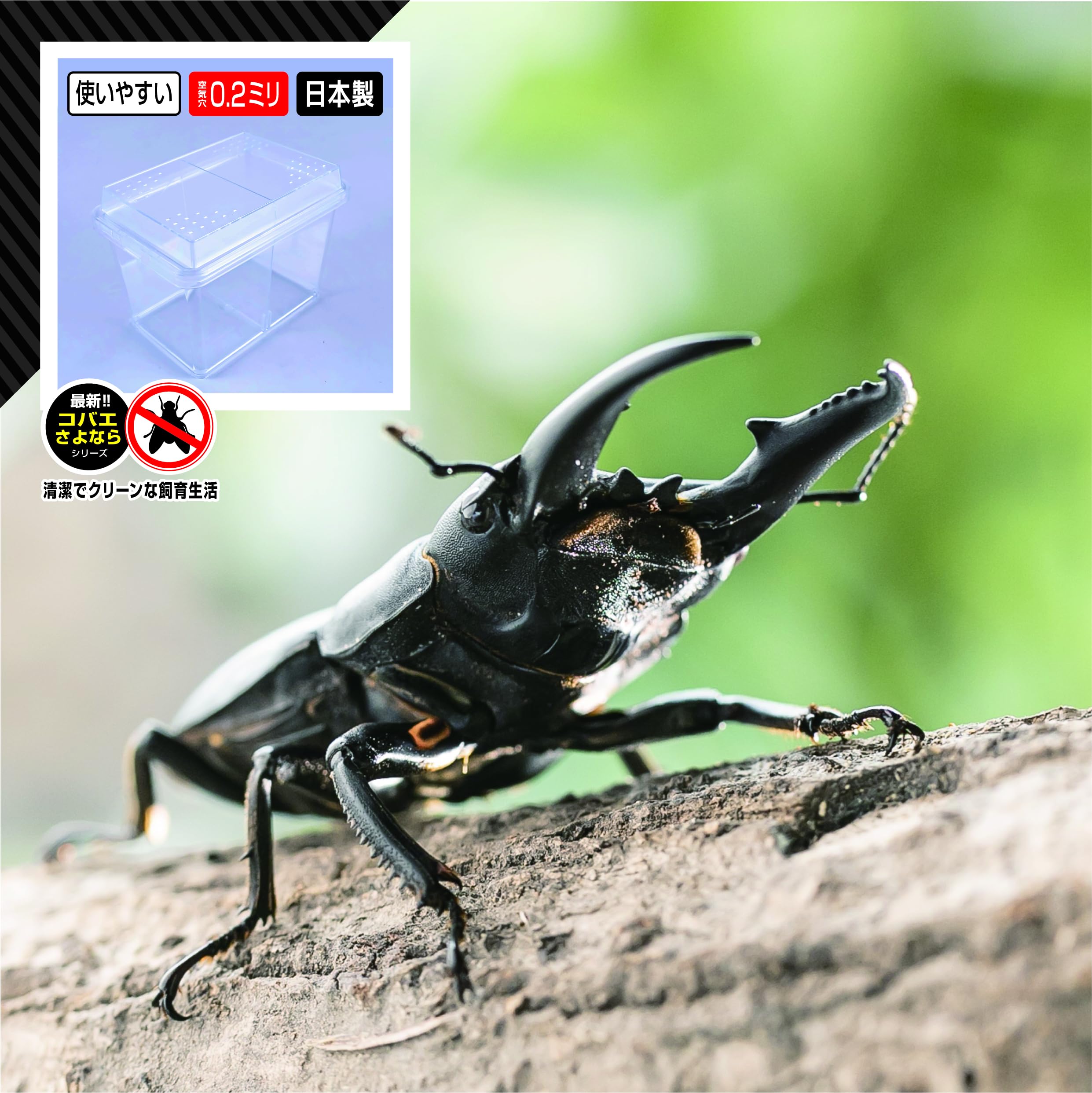 Amazon | 【BIG HORN】国産ヒラタクワガタ 50UPペア 意匠権登録商品