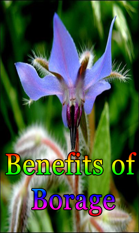 Benefits of Borage - App on Amazon Appstore