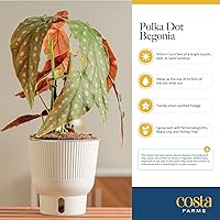 Vista 6 de Costa Farms Trending Tropicals - Planta de interior viva Begonia maculata de 15 pulgadas de alto, en maceta decorativa blanca