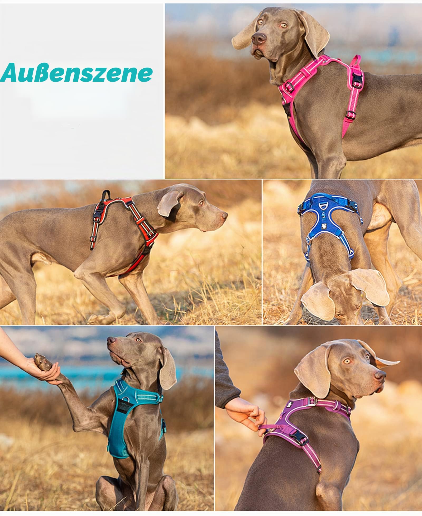 True Love Hundegeschirr, kein Ziehen, verstellbar, reflektierend, weiches Nylon, für kleine und große Haustiere, TLH56512 (XL, Braun)