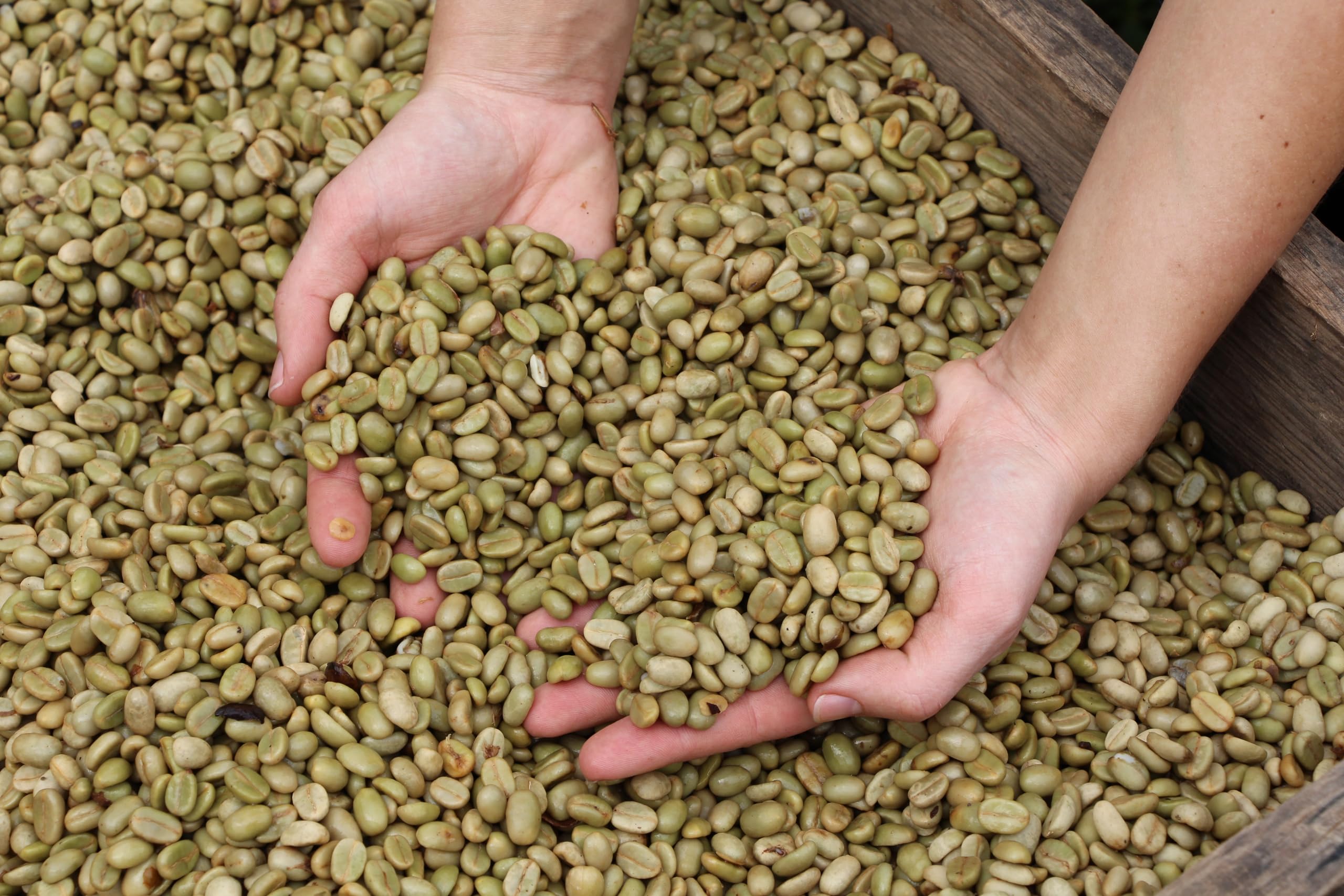 Guggenheimer Coffee Pack Degustación Café En Grano 1kg (2x500g) Supreme Y Gourmet Arabica Tueste Italiano Baja Acidez