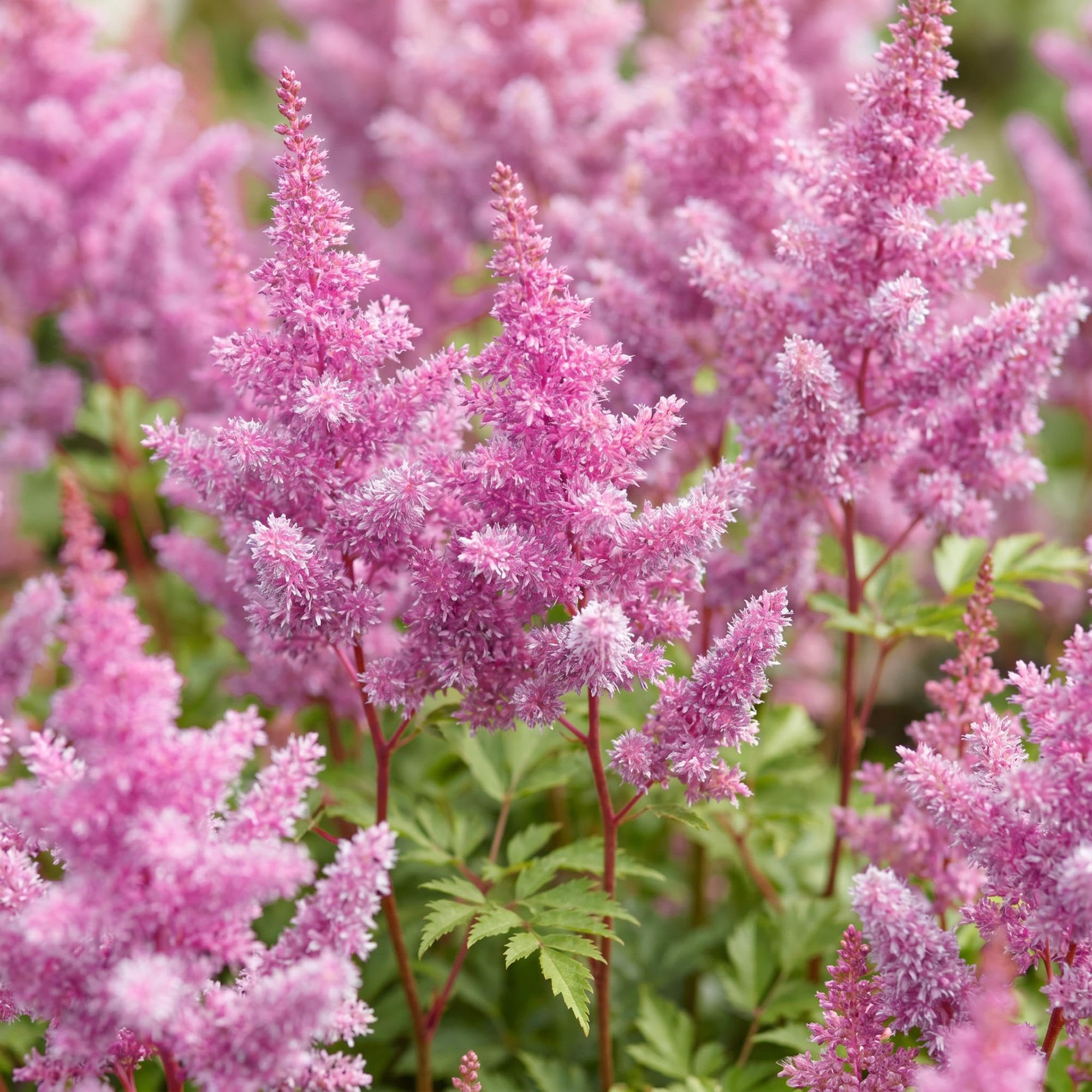 Piante Perenni Astilbe Pumila, da Ombra, Viola, Set di 3, Vaso 11cm
