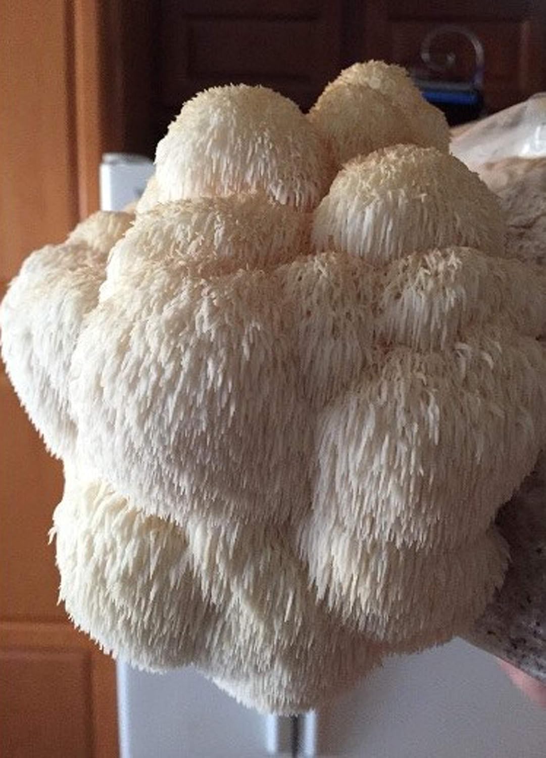 Mushroom Man LLC, Lion's Mane Mushroom Kit