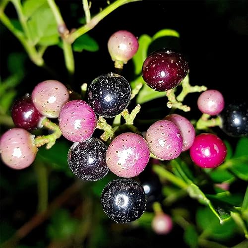 Miniatura 3 de QAUZUY GARDEN - 20 semillas de uva silvestre bayas de porcelana pimienta Amur y enredadera planta ornamental perenne resistente a las heladas y de