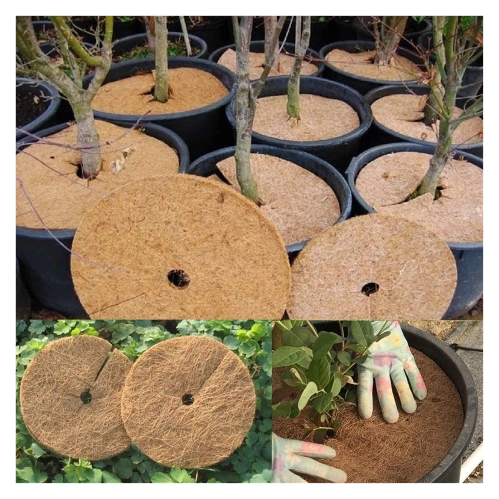 ZeeDix 6 Tappetini Pacciamanti In Fibra Di Cocco Per Alberi - Diametro 61 Cm, Foro 4 Cm - Proteggi Le Radici E Previeni Le Erbacce