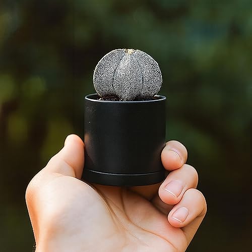 Miniatura 37 de D'vine Dev Paquete de 4 macetas de plástico modernas de 4 pulgadas, pequeñas macetas de jardín para plantas con agujeros de drenaje y platillos