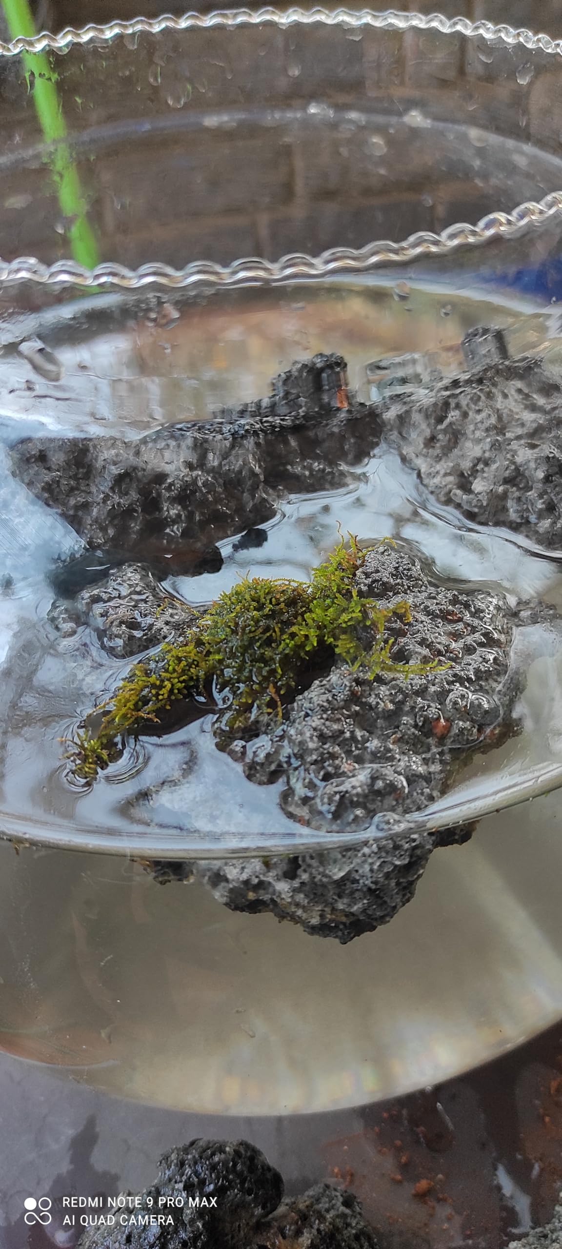 NATURAME Natural Floating Rock 1piece Medium Best for aquascapes and paludariums and vivariums can Attach Moss and Ferns Easily to Make Floating Islands (B0CTHZ39KW) Amazon Price History, Amazon Price Tracker