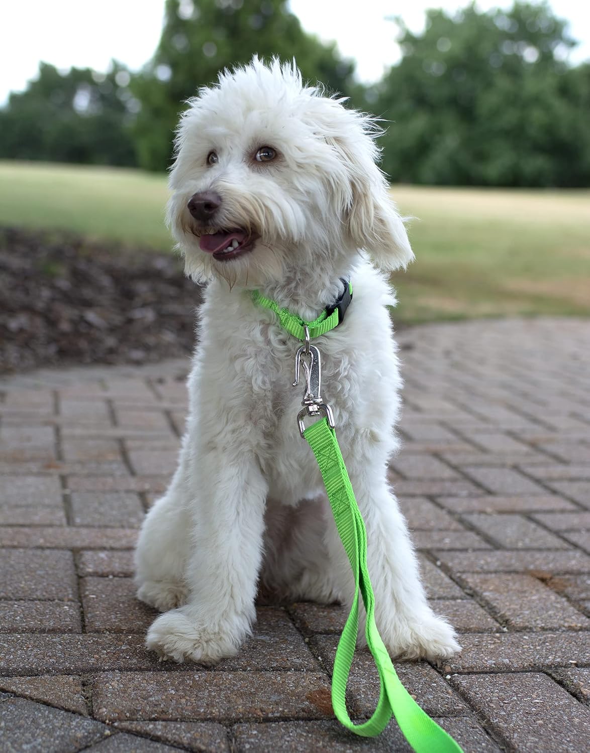 Country Brook Petz - 32 Vibrant Colors - American Made Deluxe Nylon Dog Collar with Buckle (Extra Small, 3/8 Inch Wide, Hot Lime Green) Extra Small (Pack of 1) Hot Lime Green