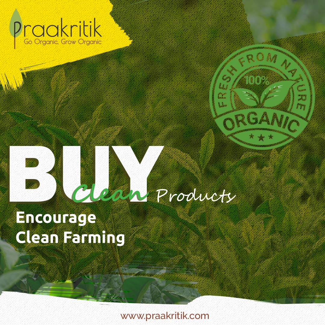 Praakritik Organic Ginger Powder, 100% Organic Powder, Daily Use Healthy Ginger Powder, No Artificial Color No Artificial Flavor, Pack of 3, 100 Grams Each Total 300 Gram 4