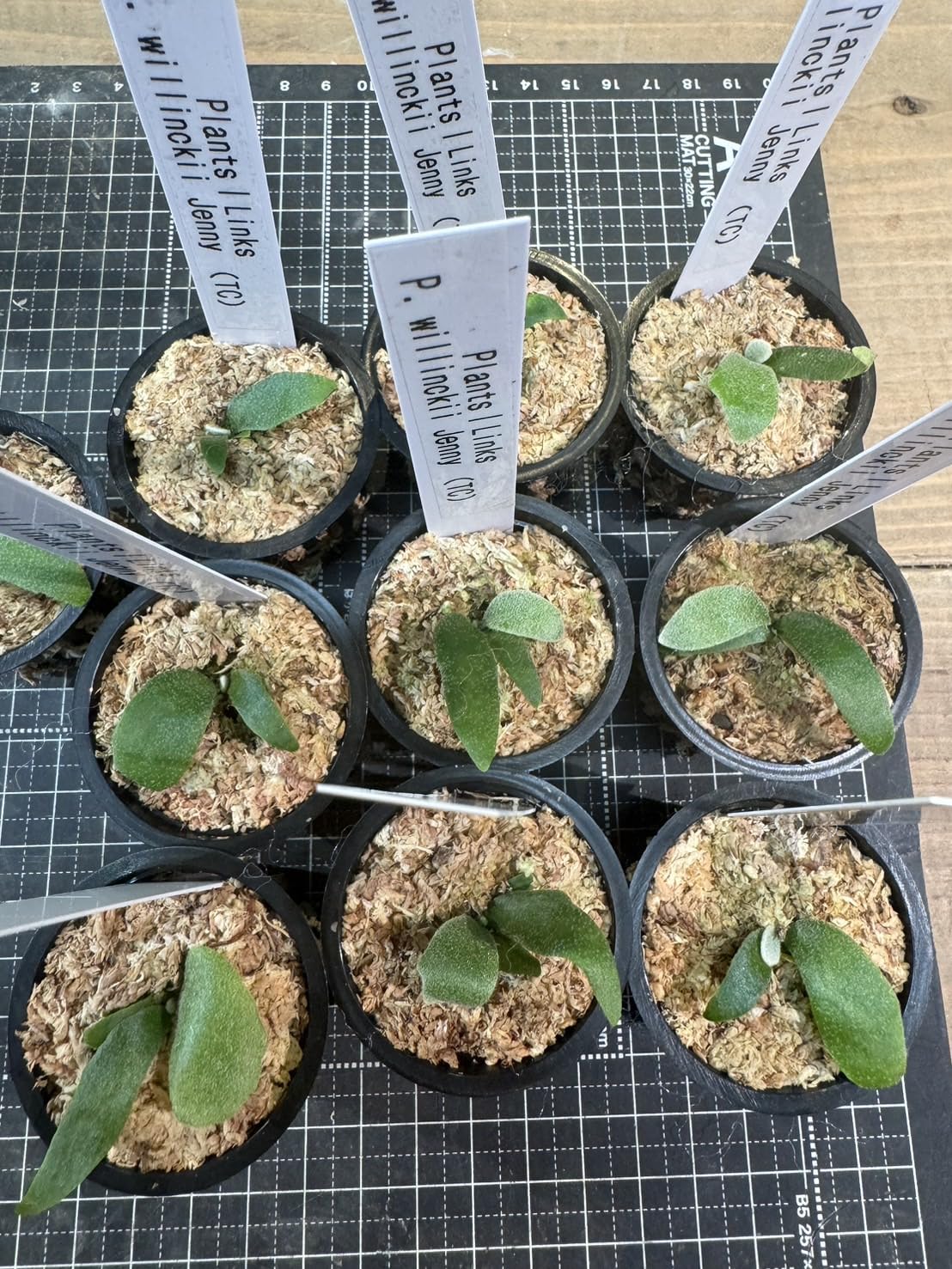 Amazon｜ビカクシダ ウィリンキー ジェニー willinckii Jenny TC 1株