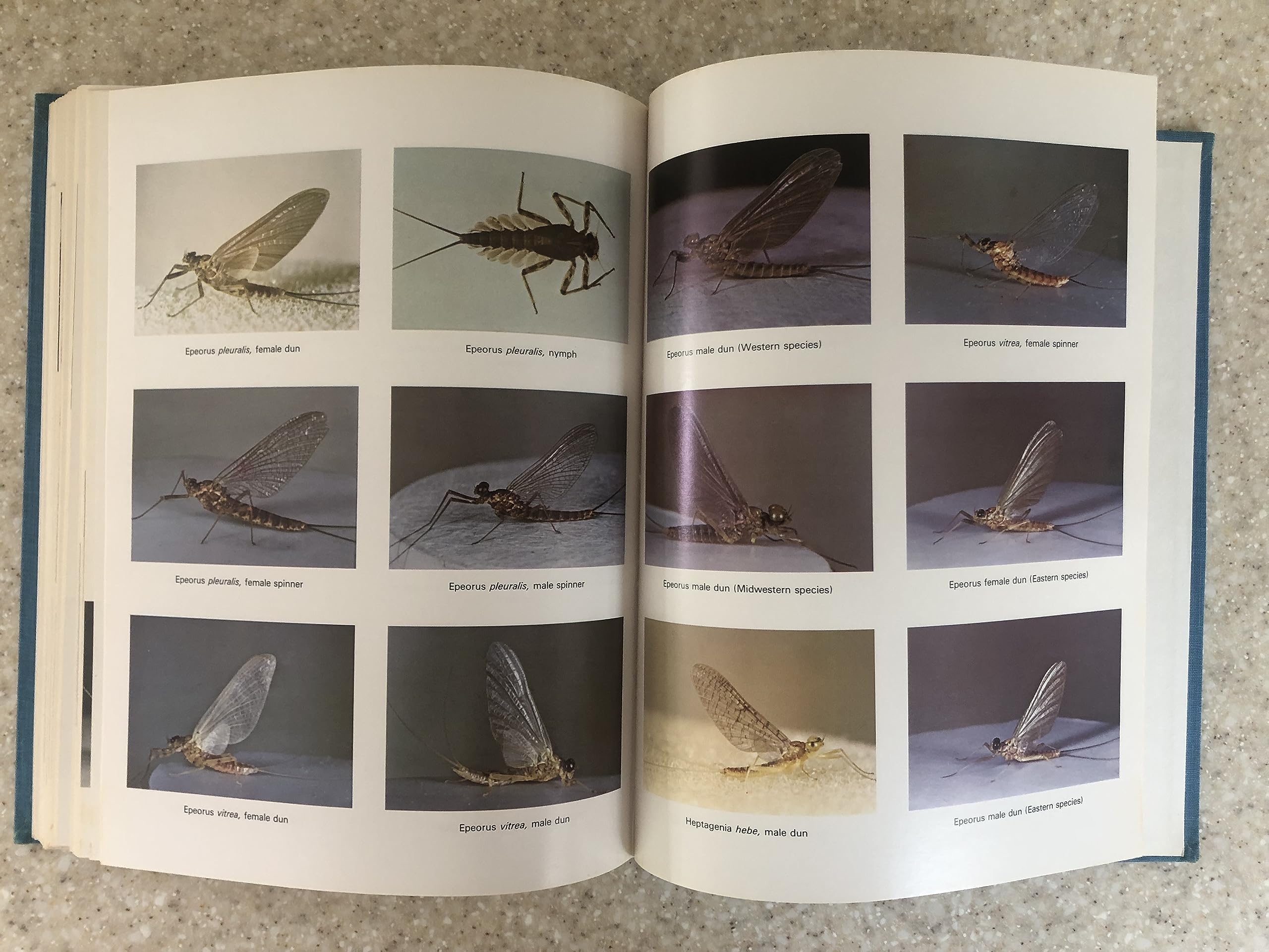 Hatches: A Complete Guide to Fishing the Hatches of North American Trout Streams