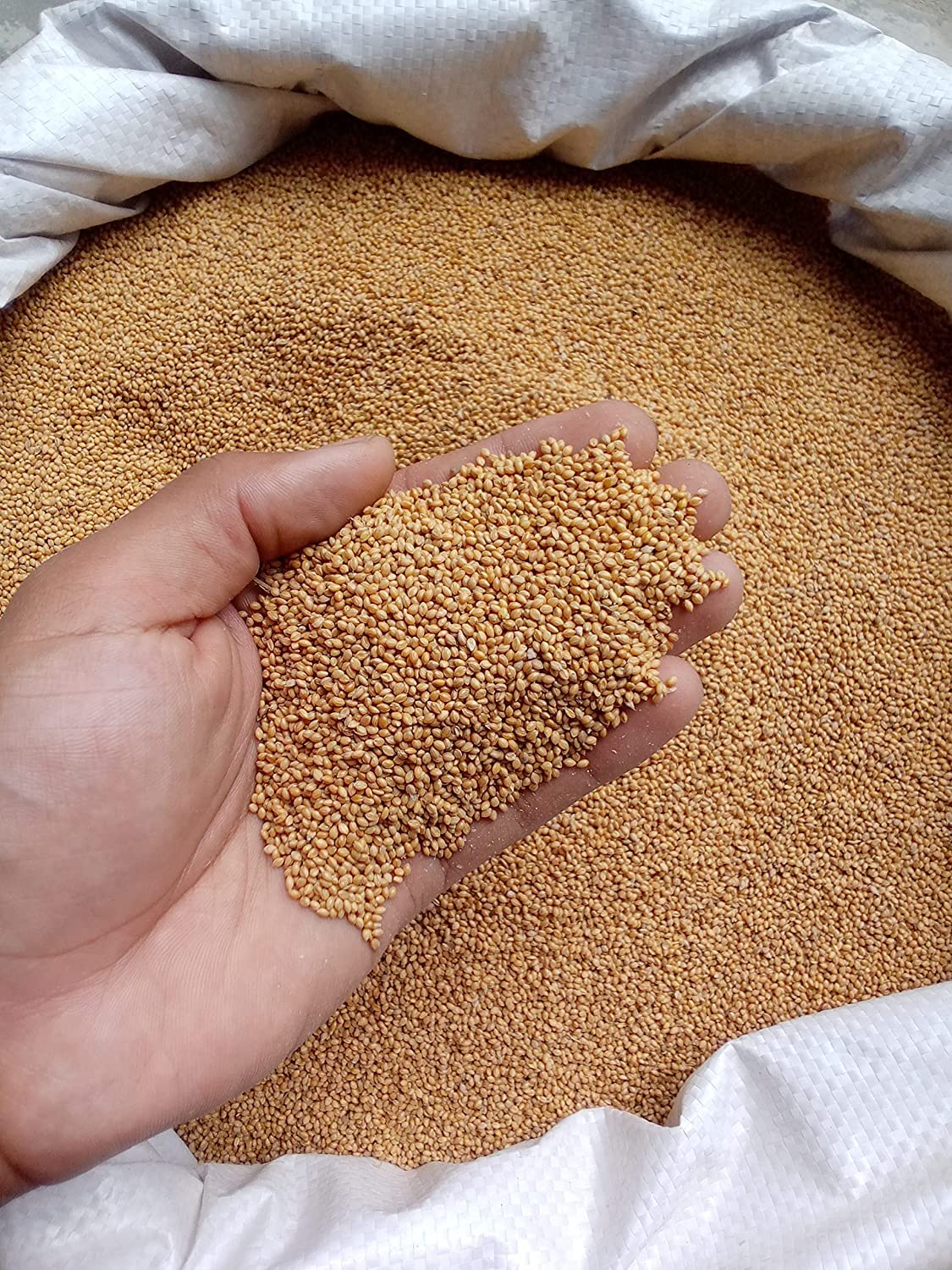 Kangni Seed for Bird Food (White, 1000g), Daily Use, Clean & Dry Seed for All Life Stages, (Foxtail Millets/Sada China)