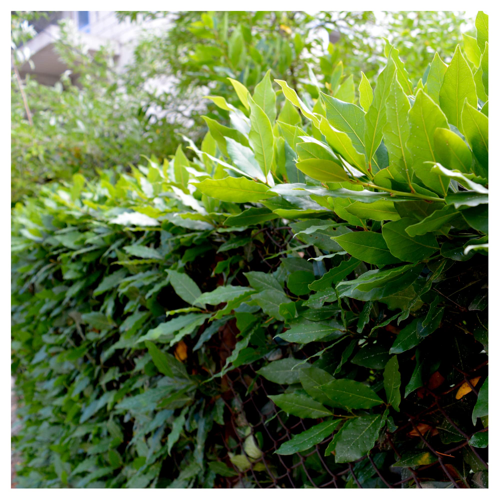 5 Portuguese Laurel Evergreen Hedging Prunus Lusitanica 2-3ft Tall in 2L Pot3fatpigs®