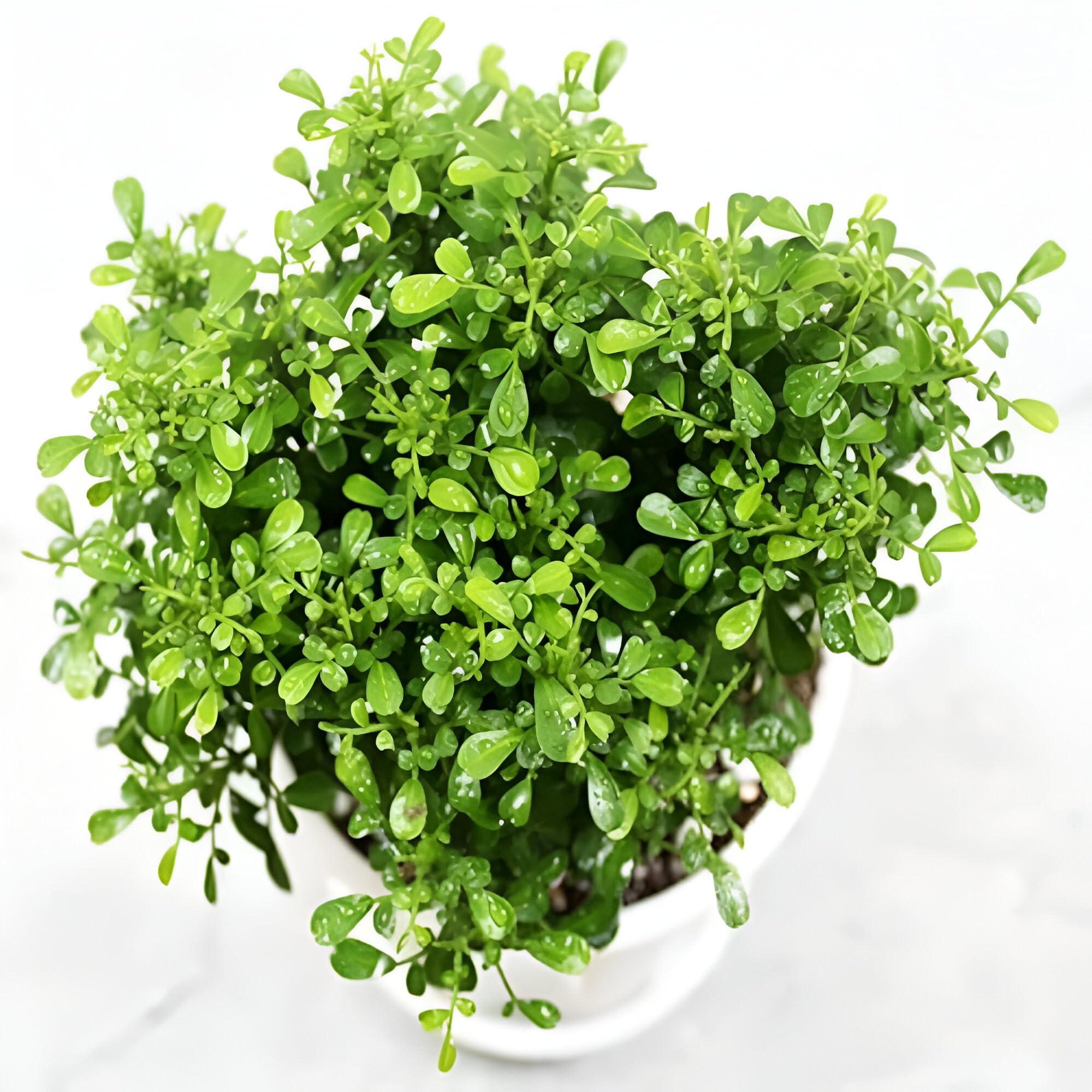 SRIYA NURSERY A Table Kamini Give Ntural Beauty In Your Home|| Bonsai Kamini Display On Table Office Desk||Oxygen Plant Kamini For Your Dream Table With Pot (PACK OF 1)-image-44