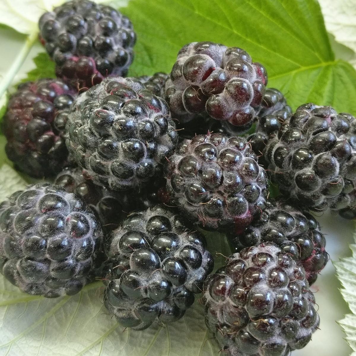Plant World Seeds - Raspberry 'Black Jewel' Seeds (Edible Berry Seeds)