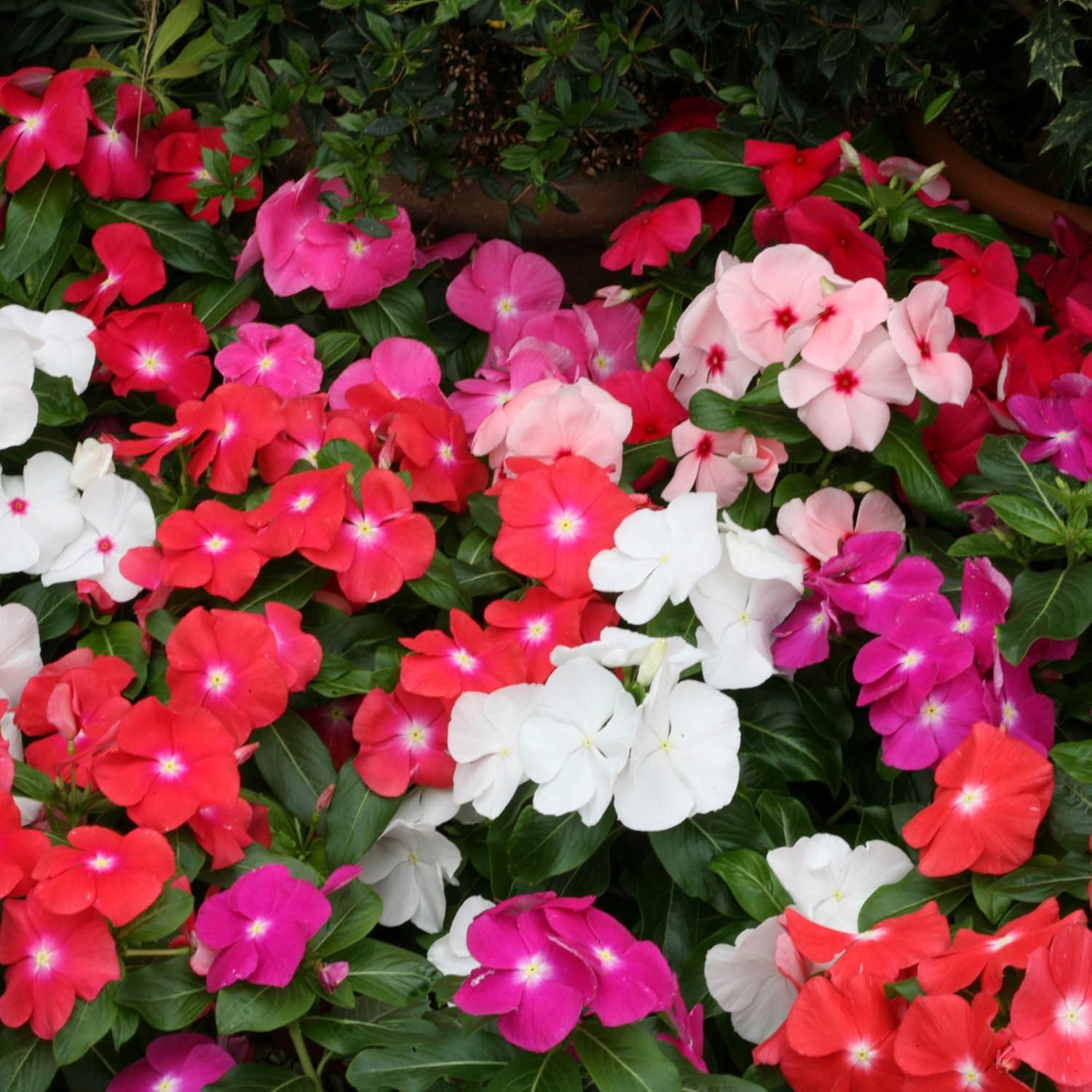 Outsidepride Vinca Periwinkle Cobra Mix of Spreading