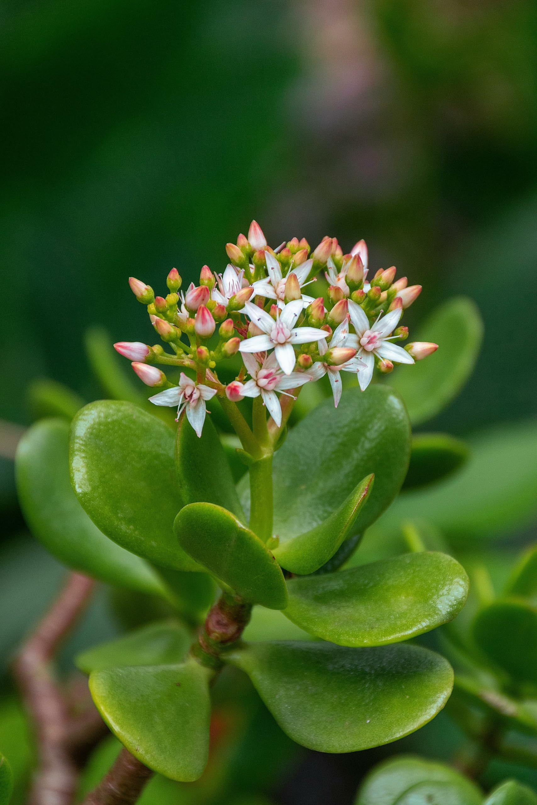 Live Jade Plant (Crassula Ovata), Small Succulent with White-Pink Flowers, Indoor Garden Plant-image-5