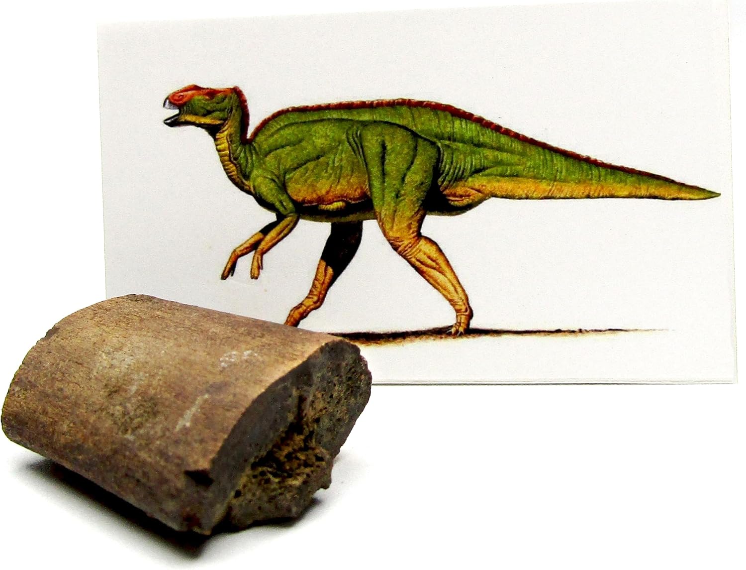 BicBugs Hadrosaur dinosaur bone authentic extinct fossil specimen 66 million years old