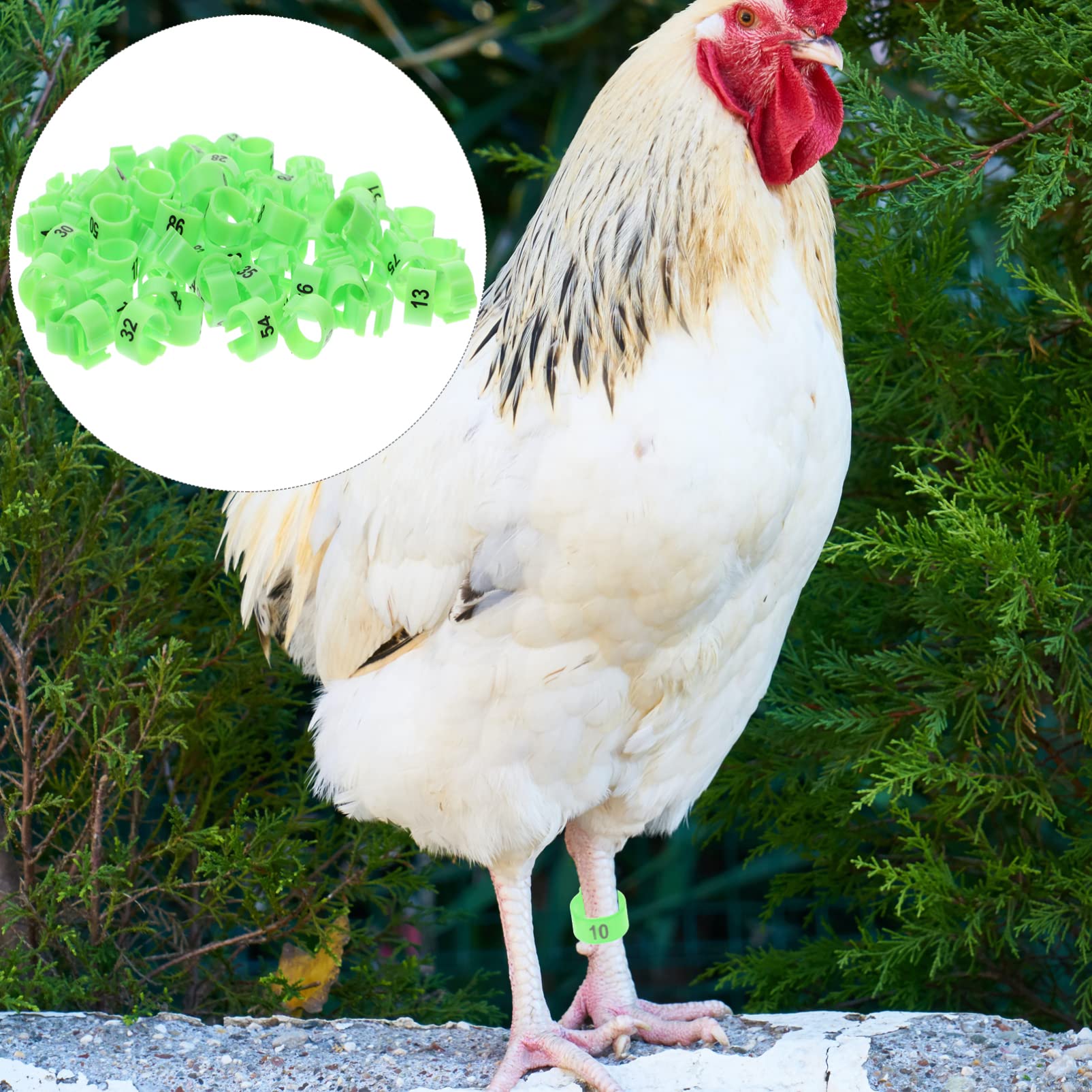 Ipetboom Multi-Purpose Pigeon Anklet 100pcs Pigeon Foot Bands for Distinguishing Birds Poultry Leg Rings