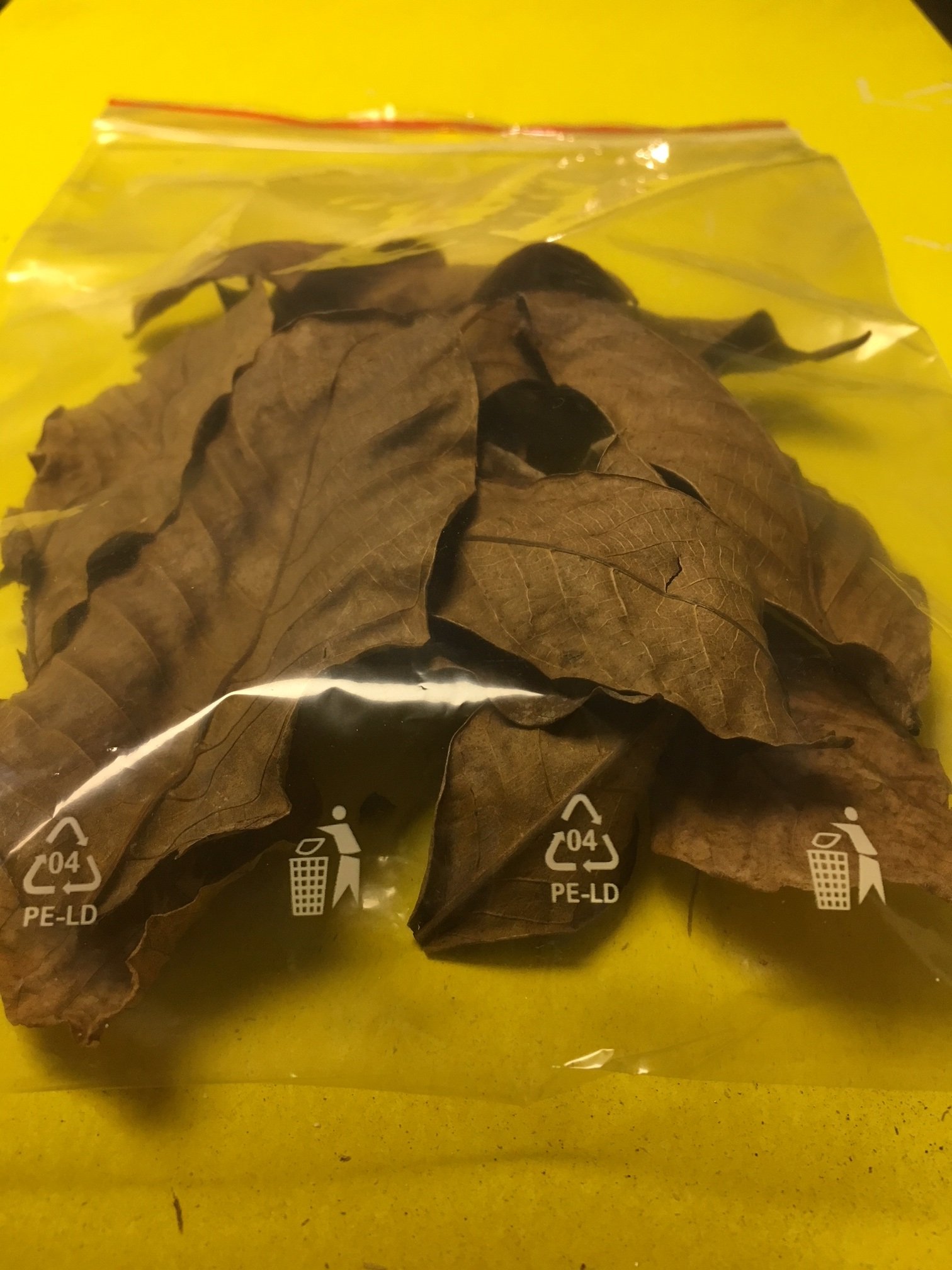 Walnut Leaves Pack of 10 Catappa-Leaves