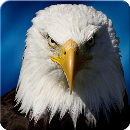Ultimate Eagle Simulator 3d Ultimate Eagle Simulator 3d