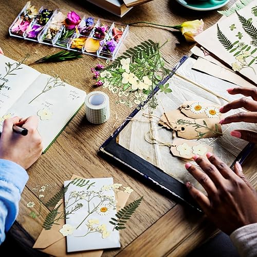 Miniatura 6 de Fabbay 200 piezas de flores secas prensadas de flores naturales secas y secas para resina, kit de flores prensadas para plantas, herbario, álbumes