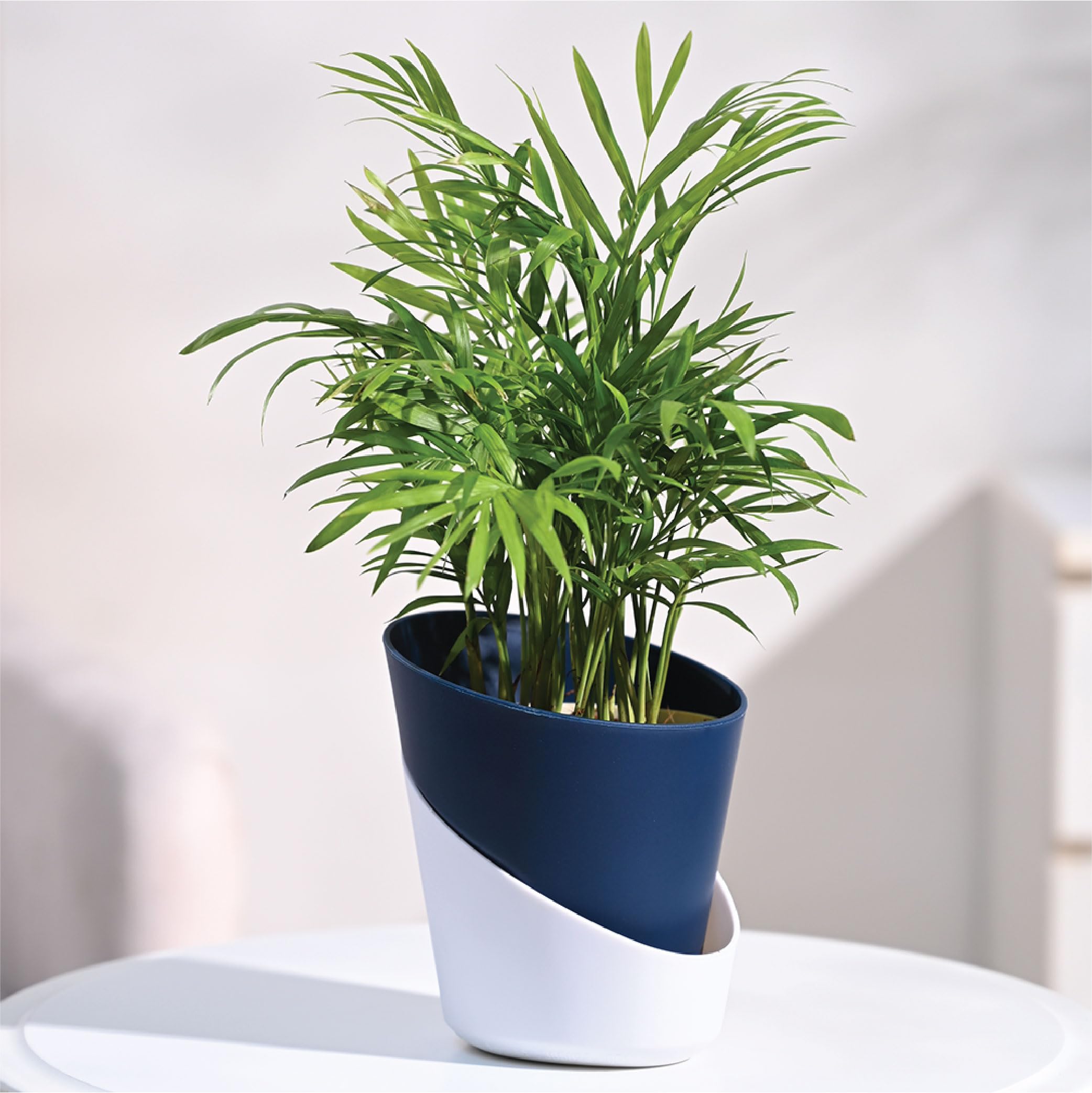 Ugaoo Bamboo Palm Air Purifier Plant - Self Watering -1 Ugaoo Bamboo Palm Air Purifier Plant - Self Watering -1