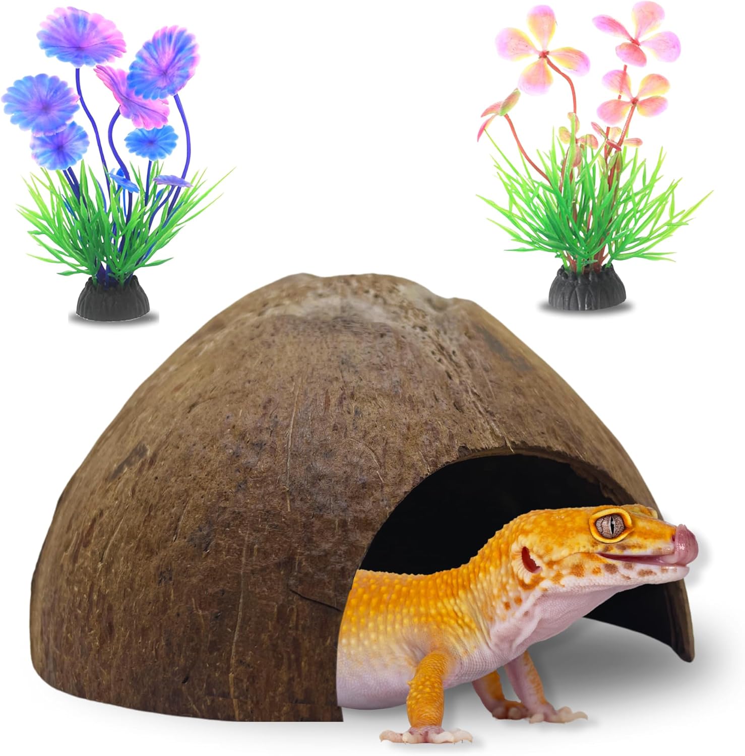 Half Coconut Shell Hut Unpolished