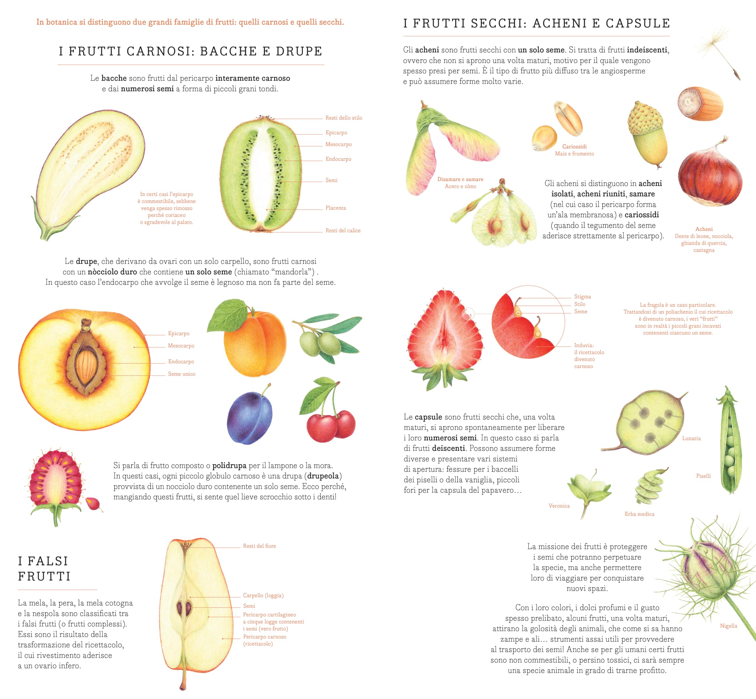 Di seme in frutto. Il mondo vegetale da vicino. Ediz. illustrata