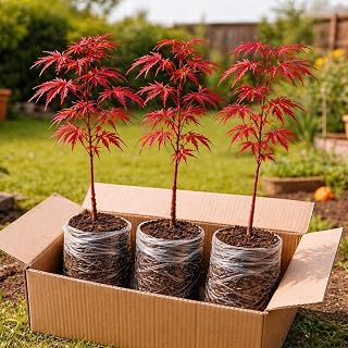 3-Pack Japanese Red Maple Seedlings (12-18" Tall) – Dormant Bare Root Trees – Vibrant Ornamental Landscape Starter Trees - Amazon product rated Grade A