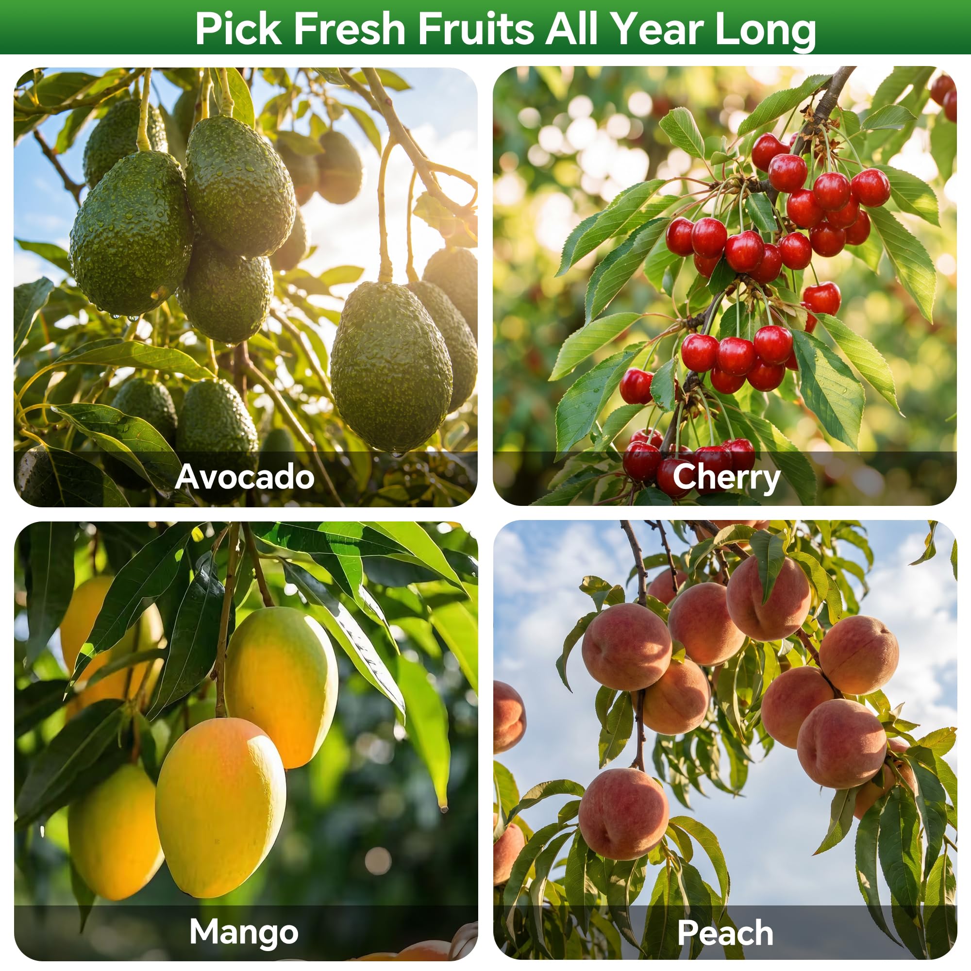 Fruit Picker Pole with Basket - Harvest Easy! -3 Fruit Picker Pole with Basket - Harvest Easy! -3