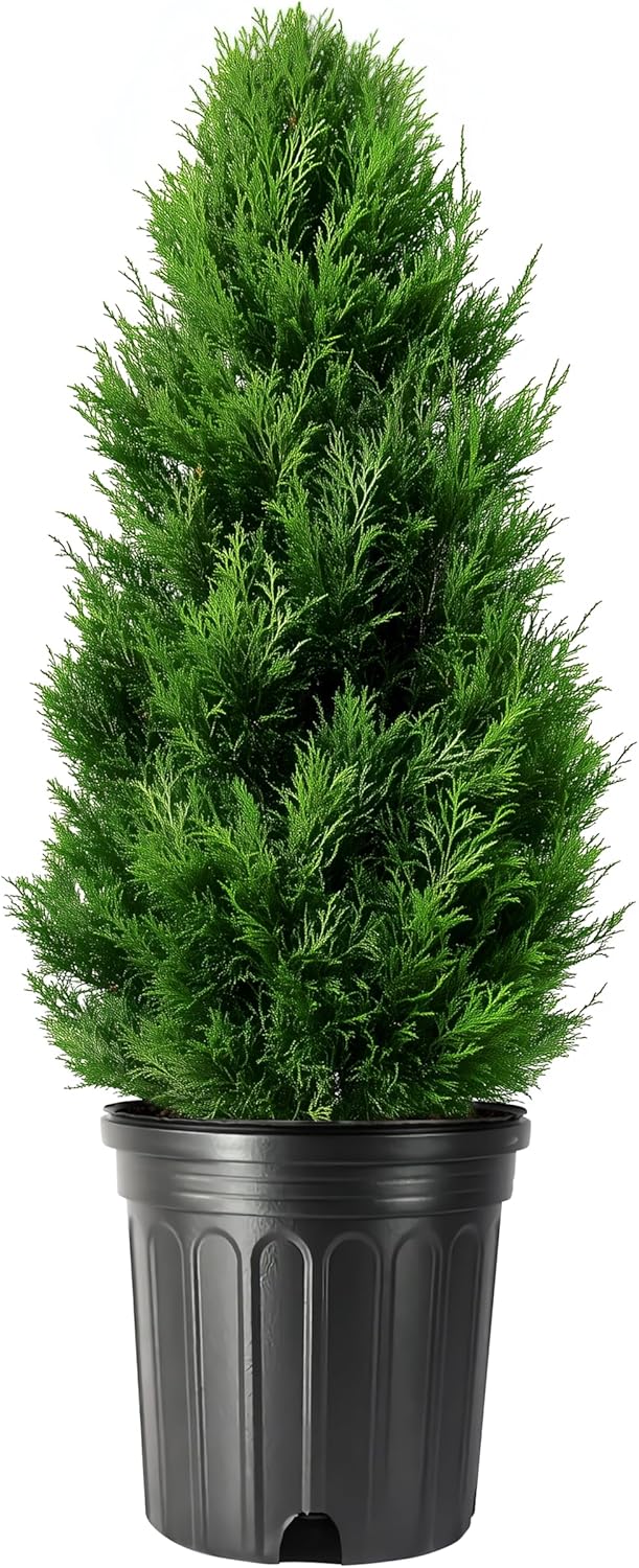 Arborvitae Emerald Green | 3 Live Gallon Size Trees | Thuja Occidentalis Smaragd | Evergreen Privacy Screening Hedge Plants