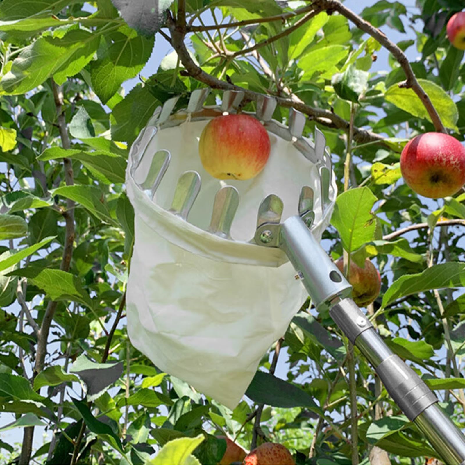 Obstpflücker mit Teleskopstiel und Beutel Apfelpflücker Diameter 15 cm Obstsammler aus Edelstahl Kirschenpflücker Pflaumenpflücker for Reaching Inaccessible Places Obstgreifer Einfach zu Montieren