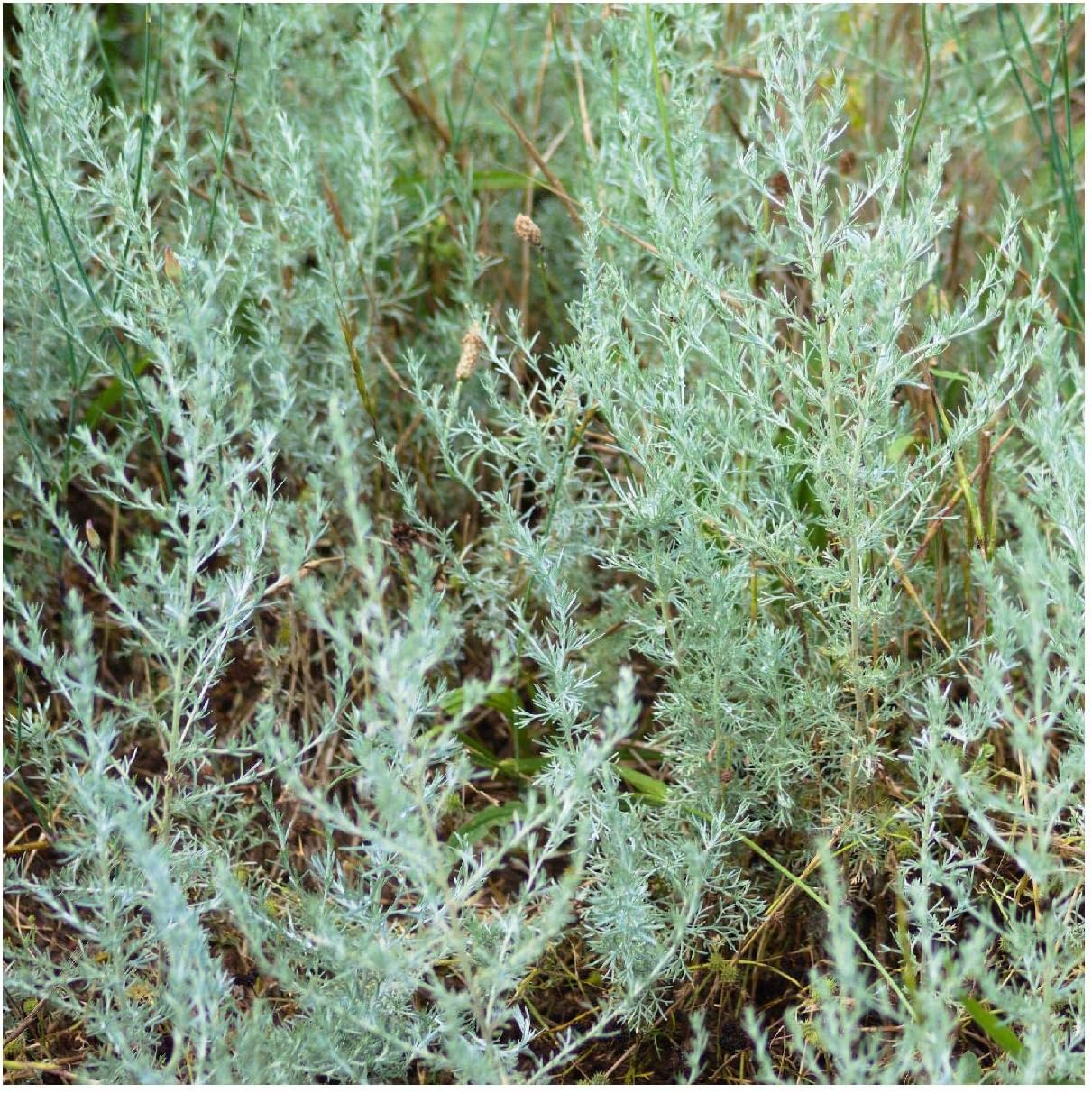 Everwilde Farms - 1/4 Lb Fringed Sage Native Wildflower Seeds - Gold Vault