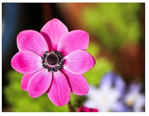 20x Anemone Coronaria Sylphide Pink Summer Flowering Bulbs Spring Planting