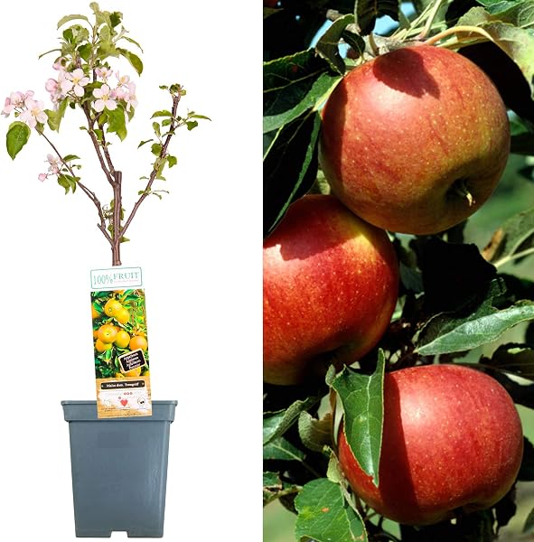 Patio Fruit Tree Collection | Various Fruits | Ideal for Small Gardens | 2-3 Feet - 1