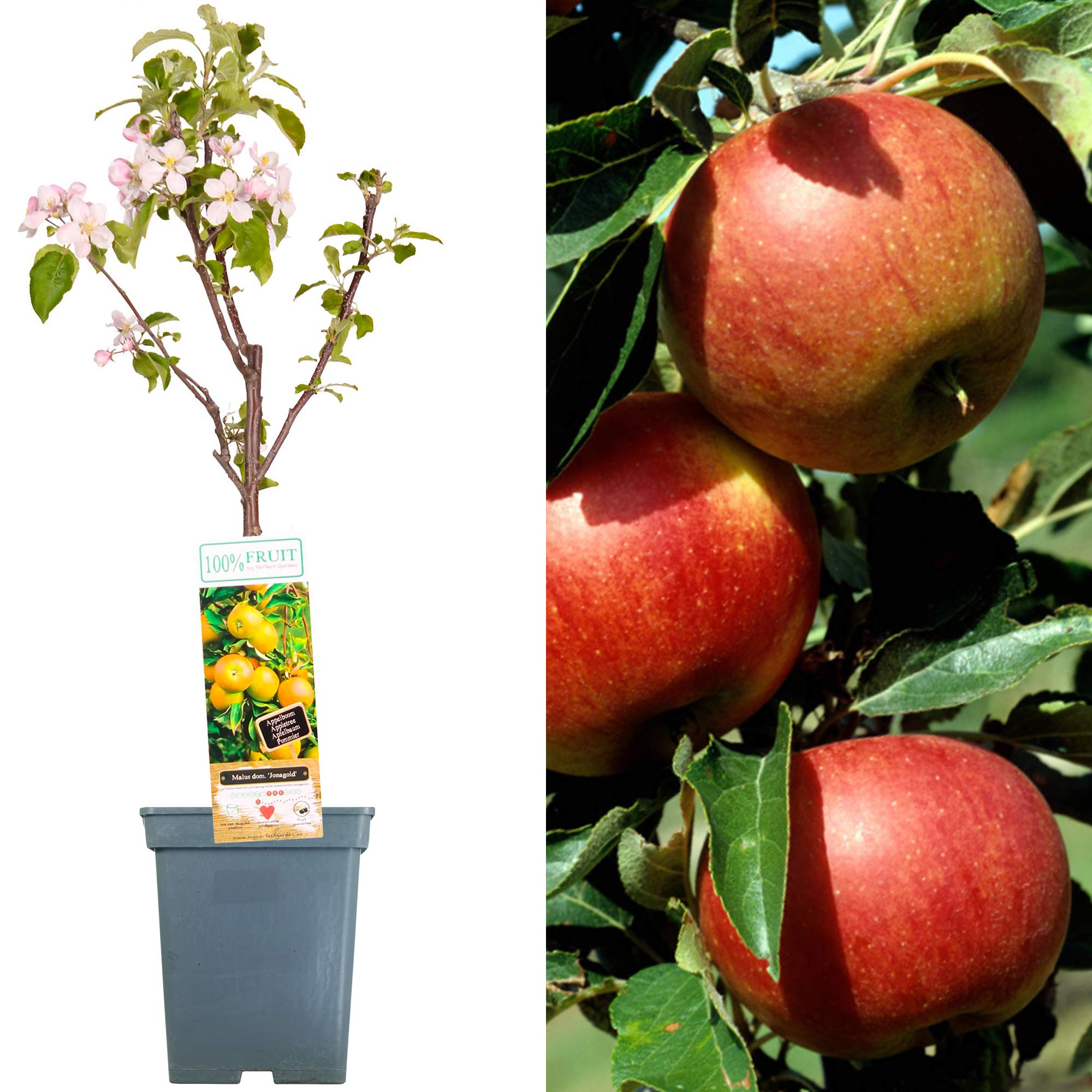 Patio Fruit Tree Collection | Various Premium Grade Fruits | Ideal for Small Gardens & Borders | Apple, Cherry, Plum, Nectarine, Peach & Pear Trees | 2-3ft ('Jonagold' Apple Tree)