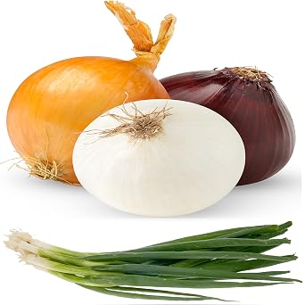Onion Seeds Variety Pack for Planting 4 Heirloom Non-GMO Varieties Evergreen Bunching, Red Creole, White Sweet Spanish & Yellow Sweet Spanish Garden Vegetable Seeds for Home Growing Indoors & Outdoors.