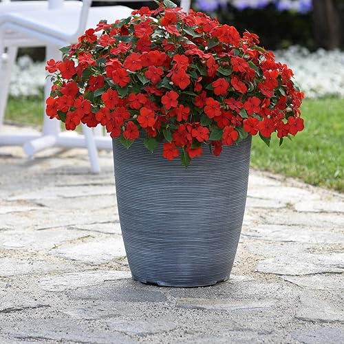 Miniatura 4 de Outsidepride 150 semillas rojas brillantes Impatiens sombra jardín flor semillas para plantar